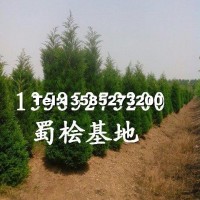 蜀檜