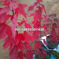 美國紅楓小苗