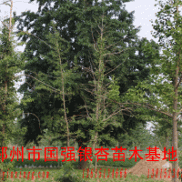 銀杏樹
