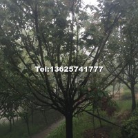 櫻花