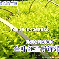 金葉紅王錦帶