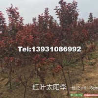太陽李