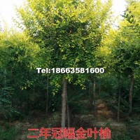 金葉榆
