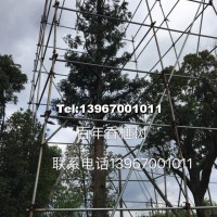百年香榧樹(shù)