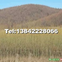 柳樹