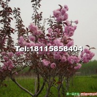櫻花