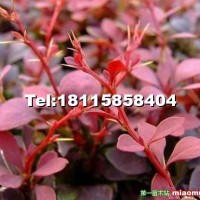 紅葉小檗