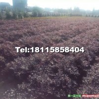 紅花繼木