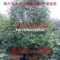 桂花樹