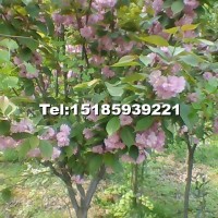 櫻花