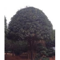 桂花樹(shù)