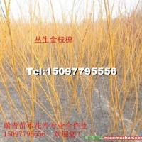 叢生金枝槐