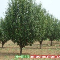 八棱海棠樹