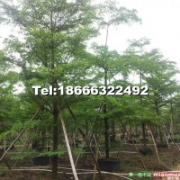 小葉欖仁