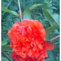 花石榴樹(shù)