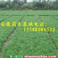 黑松苗