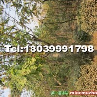 香花槐