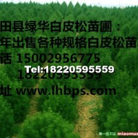 白皮松