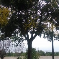北京欒樹