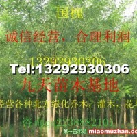 國槐