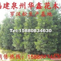 羅漢松