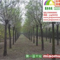 二年帽國槐