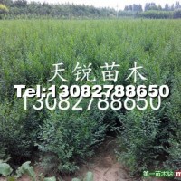 榆樹小苗