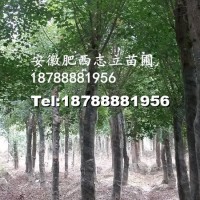 三角楓