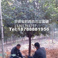 紅葉石楠