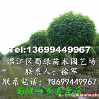 桂花