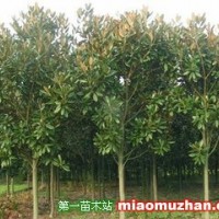 廣玉蘭