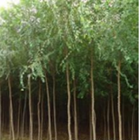 榆樹(shù)苗