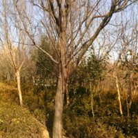 紅葉李