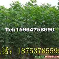 北欒苗