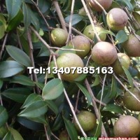 高油型軟枝油茶嫁接苗