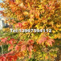 紅楓