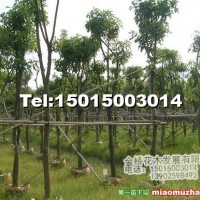 玉蕊樹