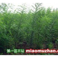 國槐苗