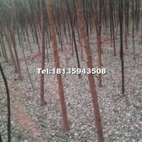 國(guó)槐樹