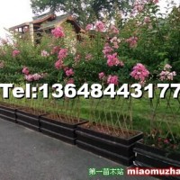 紫薇花柵欄