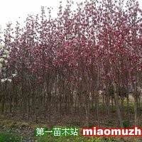 紫玉蘭