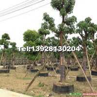 樟樹