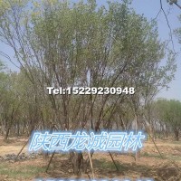 茶條槭