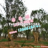 茶條槭