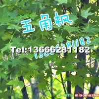 五角楓
