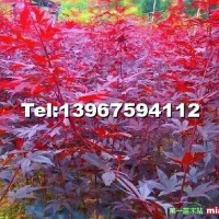 常年紅紅楓
