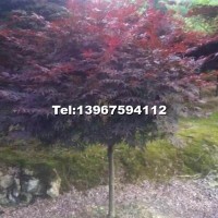中國紅楓
