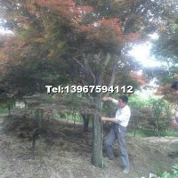 中國紅楓