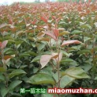 供應垂絲海棠苗