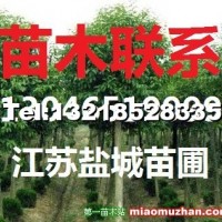 池杉
